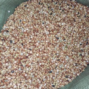 粮良德易鸽粮无玉米幼鸽鸽料鸽子信鸽粮饲料鸟食50斤装包邮