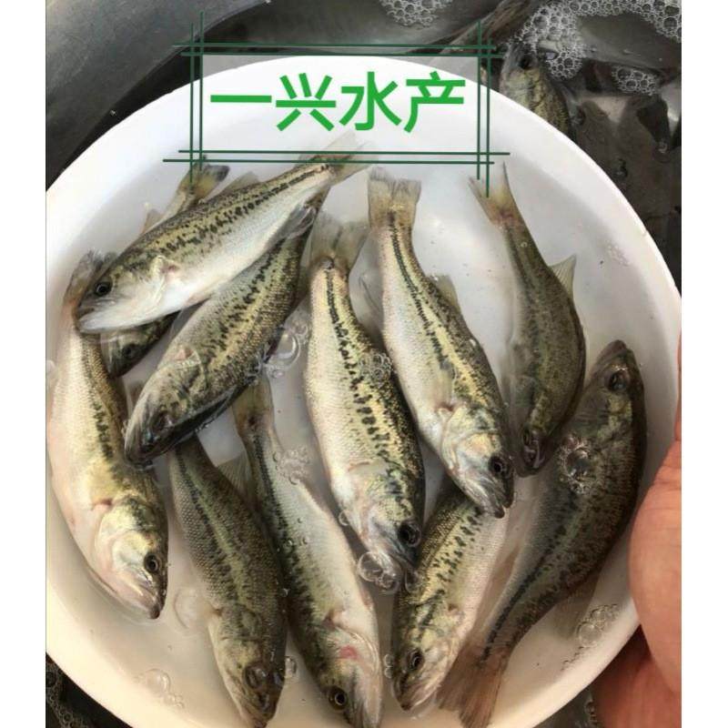 优质鲈鱼苗加州鲈鱼大规格大口苗路亚黑鲈冷水包活包邮淡水,宠物/宠物食品及用品,鱼,淘宝优惠券,粉丝福利购,淘宝优惠卷