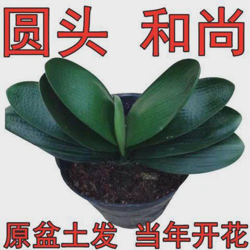 室内宽叶苗圆头开花花卉君子兰盆栽四季常青绿植君子兰高档和尚头