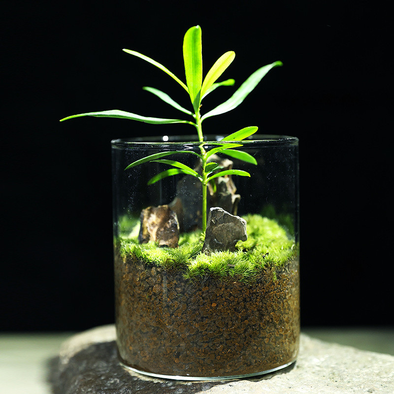 螃蟹生态缸罗汉松微景观绿植桌面创意摆件室内植物礼物爬宠缸成品