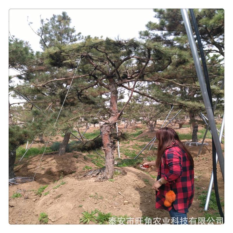 造型松树黑松盆景迎客松各种规格庭院造型树别墅绿化工程大型景松