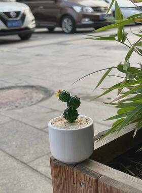 淄博琉璃摆件博山多肉豆芽盆栽仙人掌铃兰花植物水晶玻璃创意
