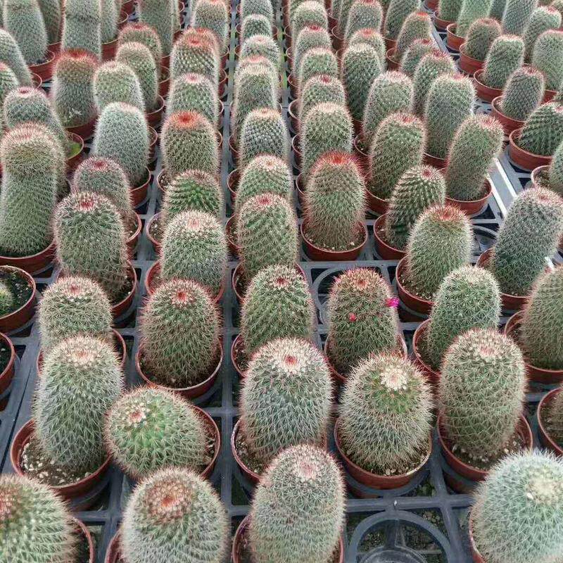 【基地直供】绿植盆栽仙人球绿植居家多肉植物花卉猩猩丸