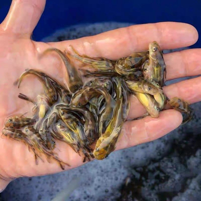 淡水黄骨鱼苗黄颡鱼苗黄辣丁鱼苗黄刺鱼黄鸭叫活鱼苗冷水杂交养殖