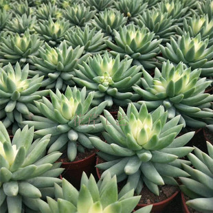 仿真植物相框多肉绿植画框壁挂照片墙墙面假花植物背景创意