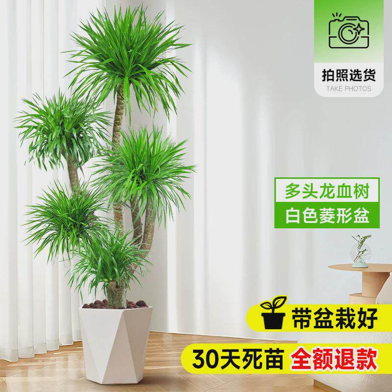 龙血树客厅绿植多头旺树室内盆栽大型龙须宅树落地式大号真花盆景