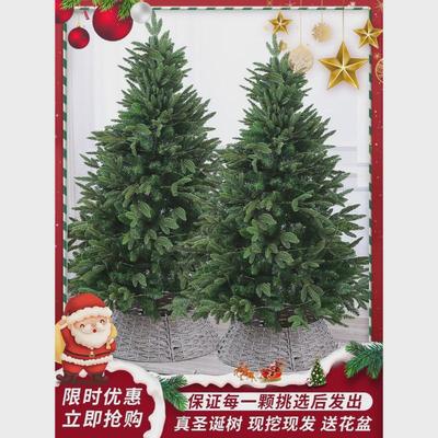 真的盆栽真树活的云杉圣诞树圣诞树大型小型2024新款圣诞树诺贝松