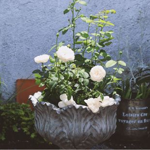 饰造景摆件工艺品 厂家批发酒杯复古氧化镁花瓣型花盆庭院阳台装