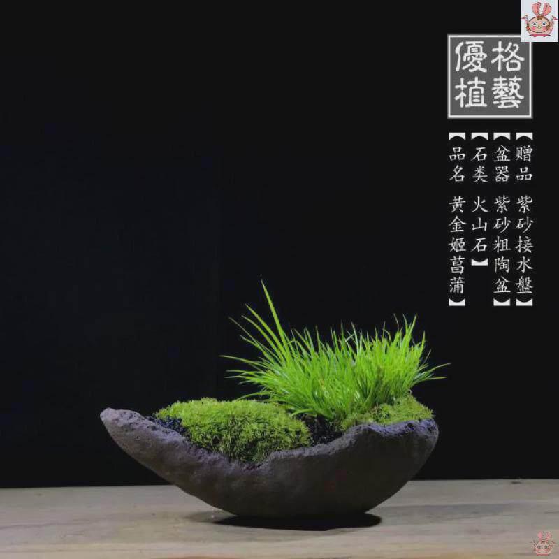 苔藓创意禅意室内日式文竹盆景菖蒲微型茶几盆栽茶桌小盆栽紫砂