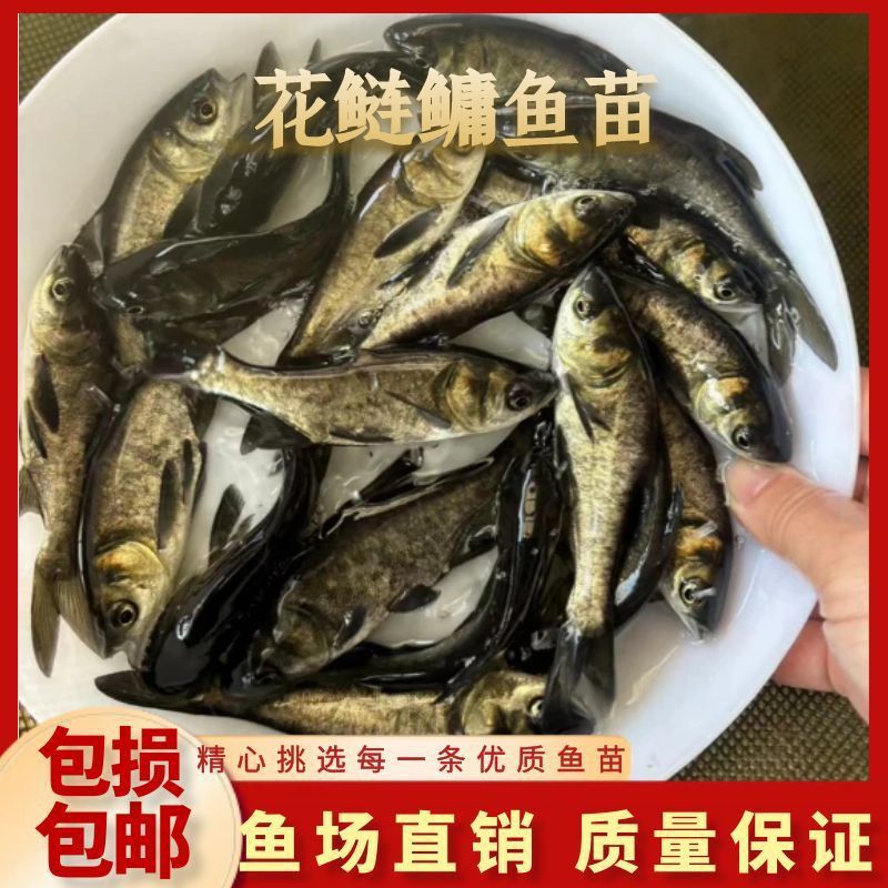 雄鱼鲢鱼苗淡水养殖食用大头鱼苗鲢鳙胖头鱼鲜活冷水鱼大头花鱼苗