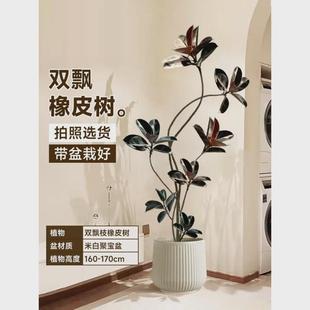 黑金刚橡皮树客厅落地式盆栽绿植办公室内大型植物大大号真花禄植