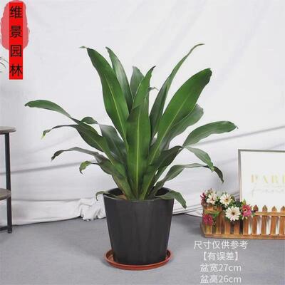 金心也门铁巴西铁青铁盆栽大型植物办公室客厅绿植北欧室内网红