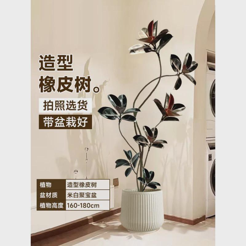 黑金刚橡皮树客厅大盆栽绿植办公室内大型植物落地式大号真花禄植