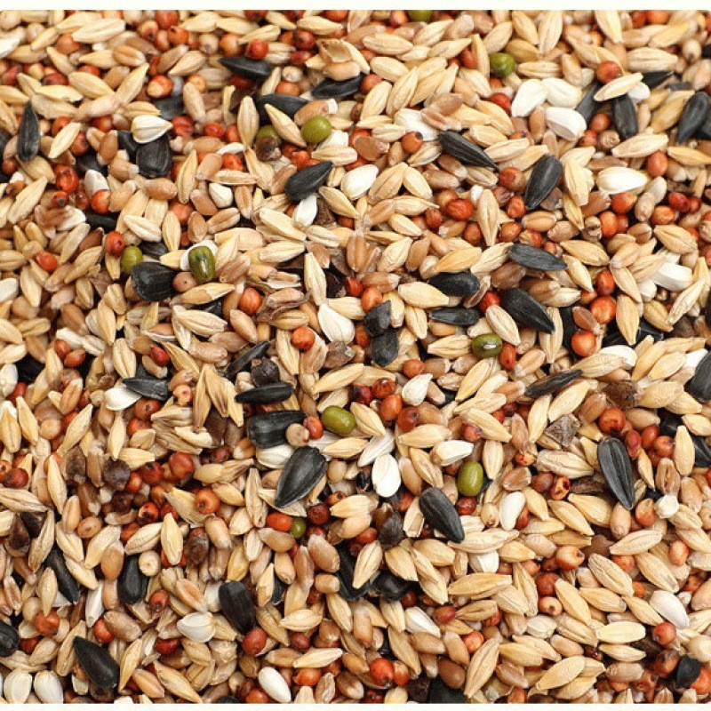 鸽粮50成有玉米营养饲料无玉米鸽子粮20斤信鸽观赏鸽幼鸽斤鸽鸟食