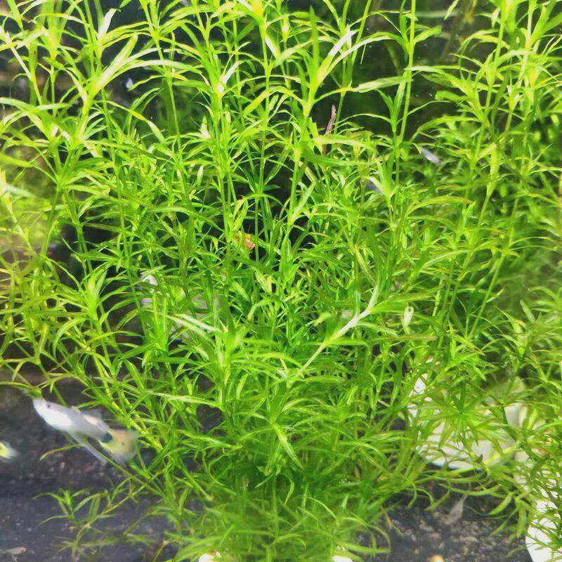 竹节草鱼缸孔雀鱼活淡水体观赏鱼小型带鱼小草绿菊小鱼躲避草