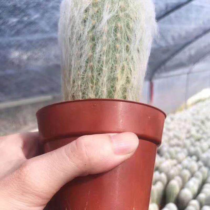 【基地直供】小盆栽仙人球室内多肉植物仙人球植物老乐
