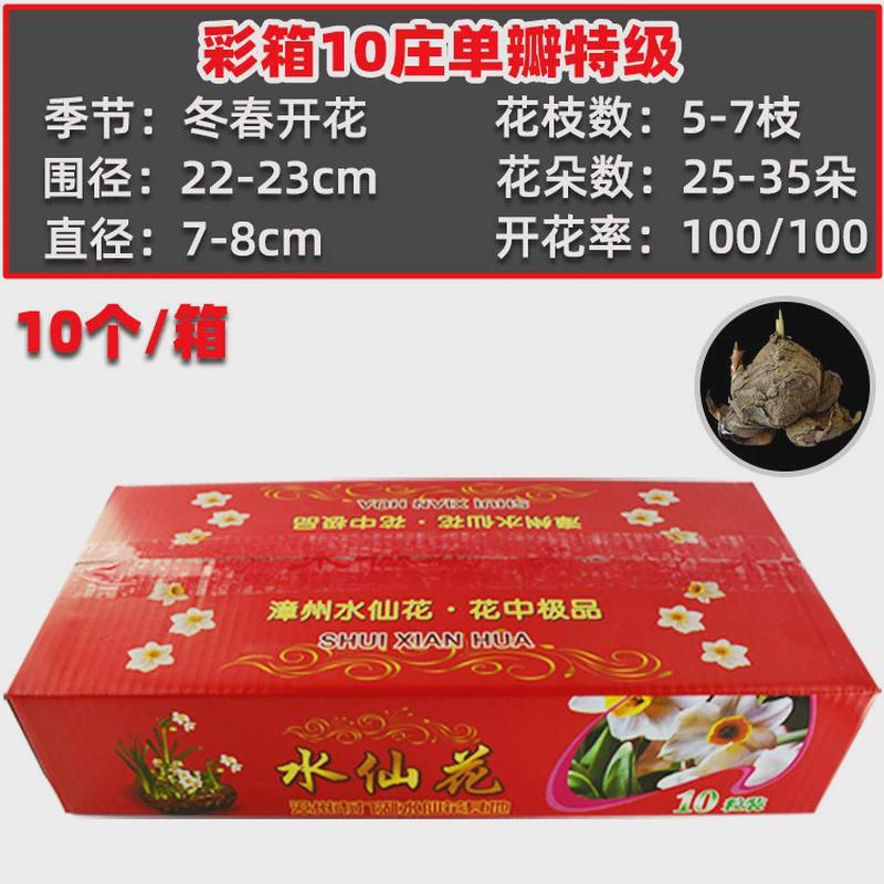 [叶连花]彩盒装水仙花种球绿植重瓣水培年宵花卉盆栽单瓣基地直供