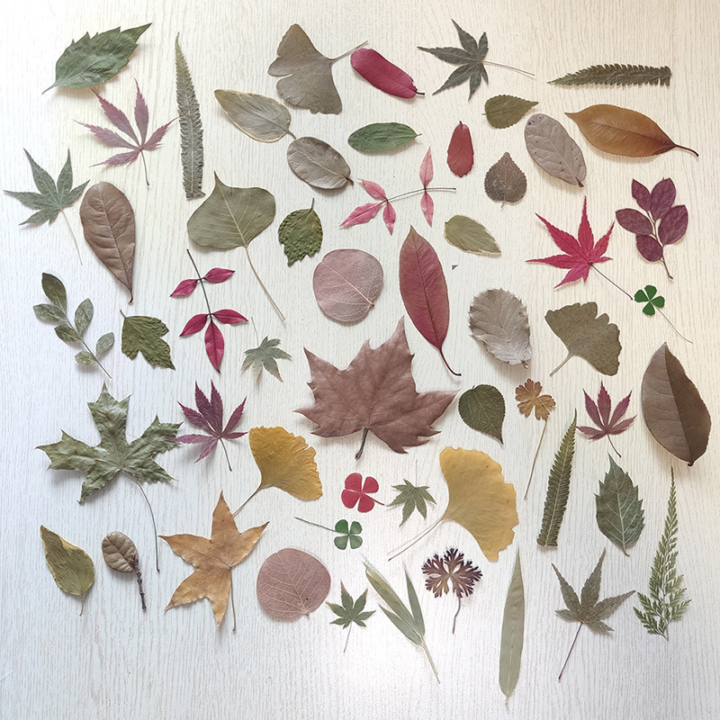 枯树叶枫叶干花标本真枯叶天然落叶银杏叶书签梧桐叶叶子手工贴画