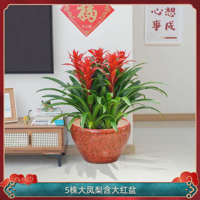 红运当头大盆景真花客厅室内大型绿植电视柜旁家养花卉植物寓意好