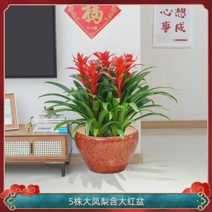 红运当头大盆景真花客厅室内大型绿植电视柜旁家养花卉植物寓意好