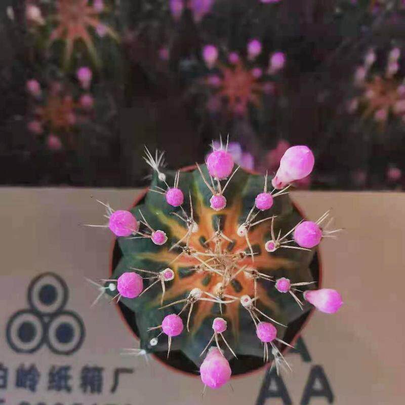 【基地直供】瑞云植物盆栽家居仙人球多肉植物花卉多肉牡丹锦