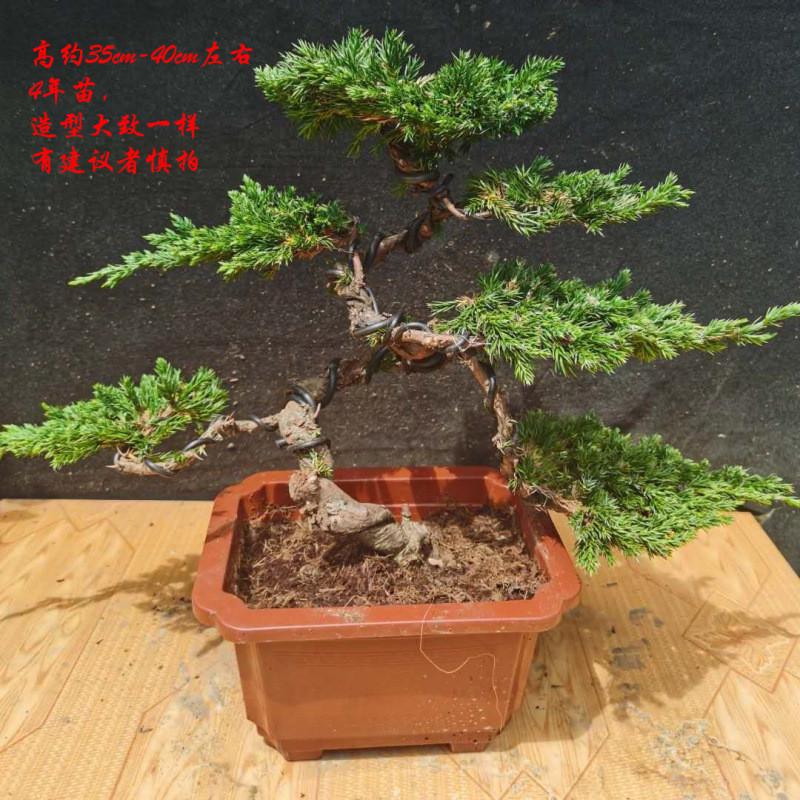 迎客松真树绿植盆栽地柏树柏盆景造型室内办公桌阳台