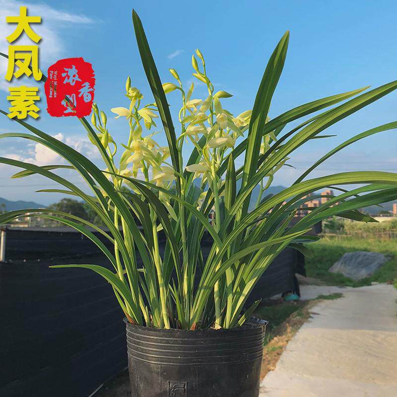兰花苗皎月春兰边草铭品金边线艺春季带花苞室内绿植物花卉盆栽