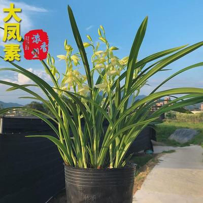 兰花苗皎月春兰边草铭品金边线艺春季带花苞室内绿植物花卉盆栽