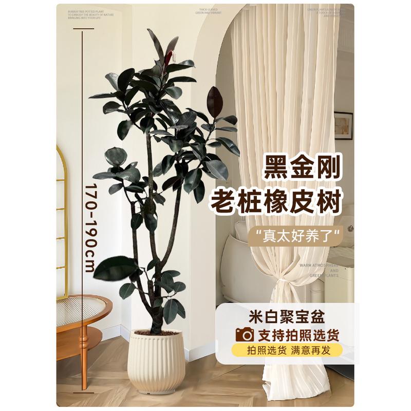 黑金刚好养客厅大盆栽造型室内大型绿植橡皮树四季办公室阳台批发