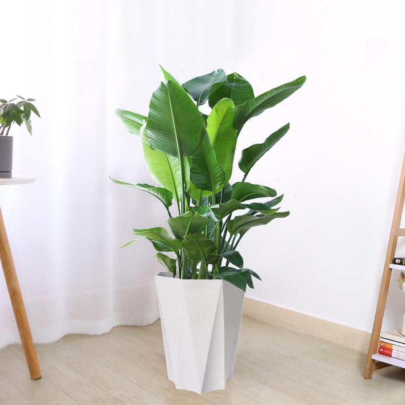 天堂鸟植物大室内大型客厅绿植花卉大叶四季好养活办公室鹤望兰