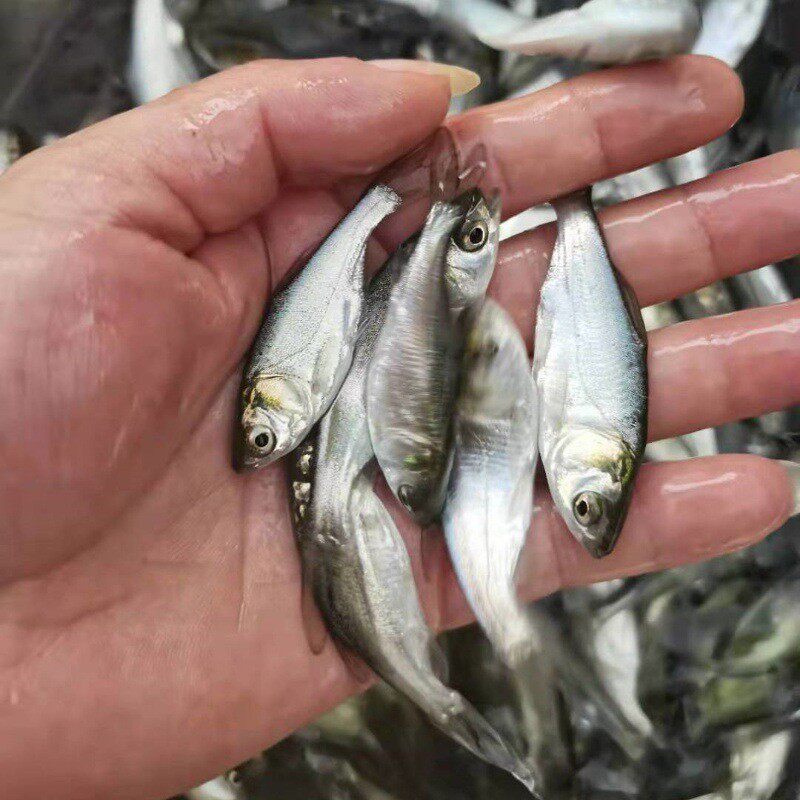 优质白鲢鱼苗特大号半斤八两水草水鲢花鲢鱼苗淡鲢鳙鱼花白鲢食用