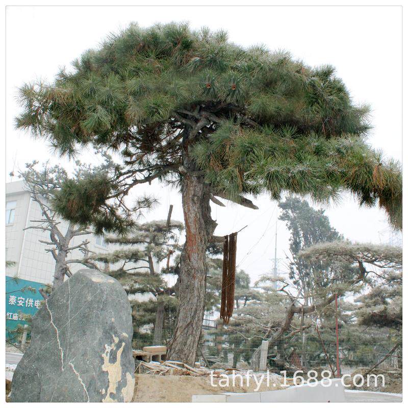 造型基地品种多样山东油松庭院道路园林绿化用造型景松造型黑松