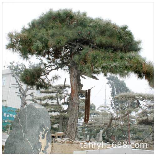 山东基地品种多样造型油松庭院道路园林绿化用造型景松造型黑松