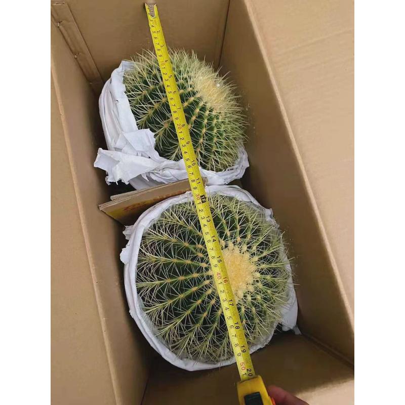 基地直供仙人球花卉居家绿植花卉盆栽盆栽多肉植物金琥2装