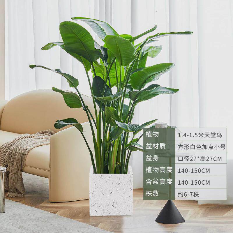 客厅放的老板绿植大棵办公室绿植落地好养活店铺开业绿植大型盆栽