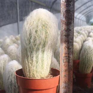 【基地直供】小盆栽仙人球室内多肉植物仙人球植物老乐