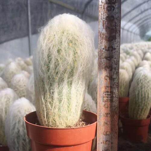 【基地直供】小盆栽仙人球室内多肉植物仙人球老植物乐