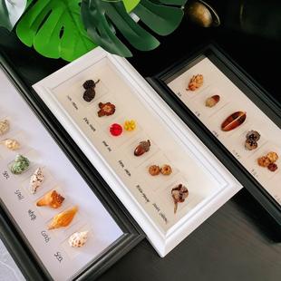 木质玻璃画框手工DIY长条贝壳蝴蝶昆虫植物果实标本中空摆台相框