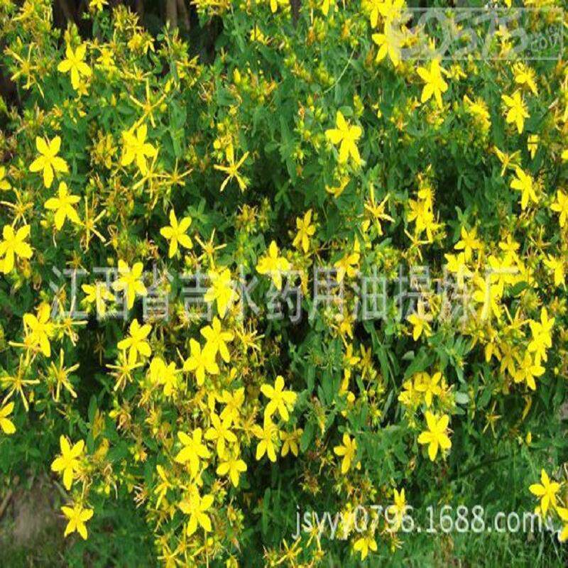 组合装原料圣约翰草纯露+橙花纯露饱和纯露现货各500ML包邮