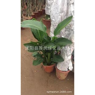 客厅室内摆放绿植盆栽天堂鸟植物花卉鹤望兰