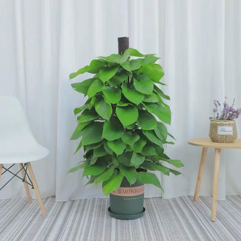 大叶绿萝柱盆栽客厅室内办公室净化空气柱绿箩大绿植物好大绿植