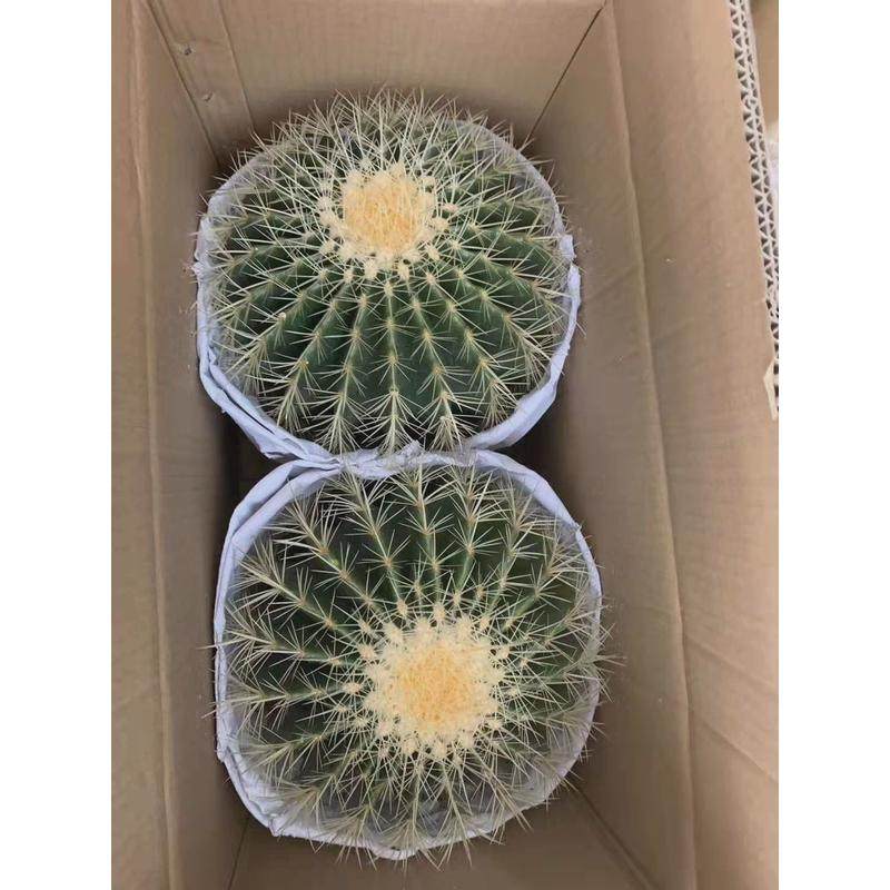 基地直供盆栽花卉居家绿植花卉盆栽仙人球多肉植物金琥2装