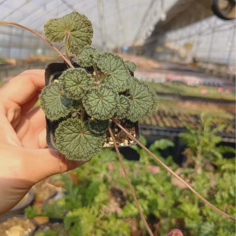 圆葵洋叶菊属块根植物懒人绿植仙人球多肉