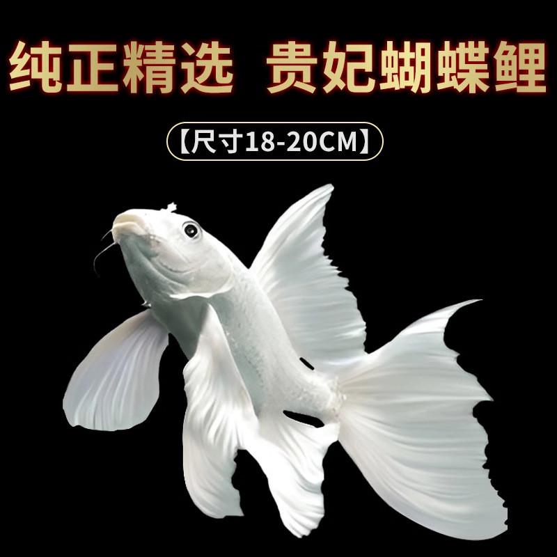 蝴蝶鲤锦鲤大型冷水观赏鱼淡水耐活大尺寸成型纯种鱼身贵妃球体短