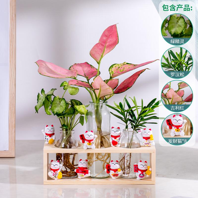 水培植物办公室富贵竹绿植盆栽绿萝室内花卉客厅装饰桌面摆件水养