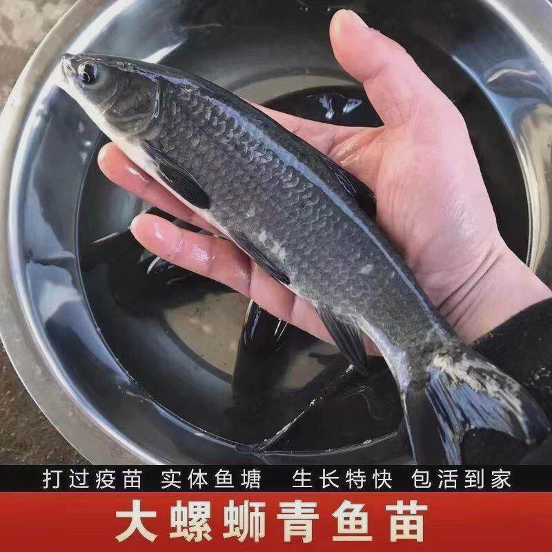 螺蛳青淡水特大型20公分半斤食用乌黑皖鱼苗养殖灰草鱼螺丝青鱼苗