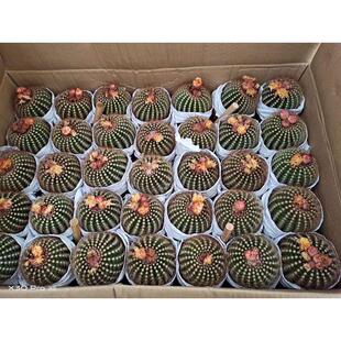 【直供基地】家居花卉植物盆栽花卉绿植仙人球植物南国玉