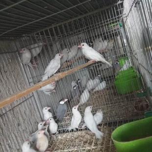 文鸟珍珠鸟雪鸽直发送鸟窝粮食