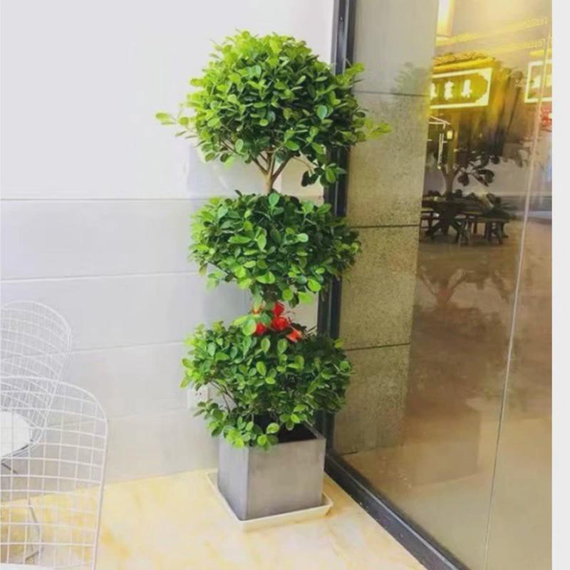 金钱榕树盆栽榕中大型观叶摇钱树盆景金钱客厅开业送礼四季常青