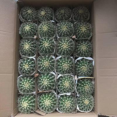 24装金虎昆明虎美虎仙人球仙人掌多肉植物景观造景盆栽景观沙生植